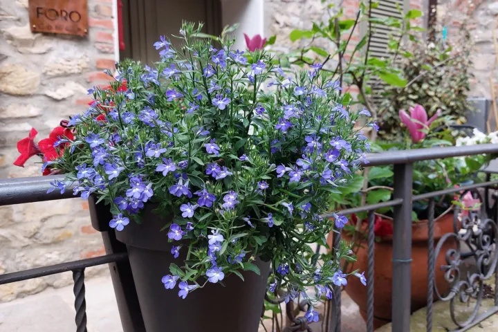 Aster ageratoides