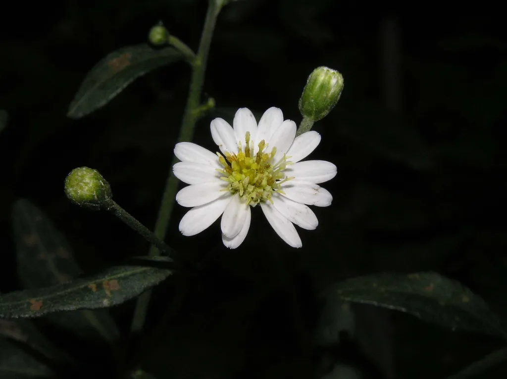 Aster ageratoides care guide (Aster ageratoides) – in a garden setting, plant photo