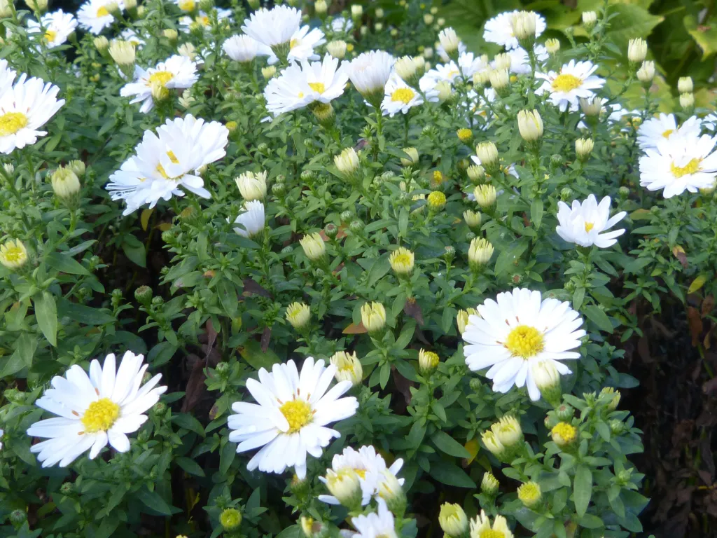 Aster ageratoides care guide (Aster ageratoides) – characteristic appearance, plant photo