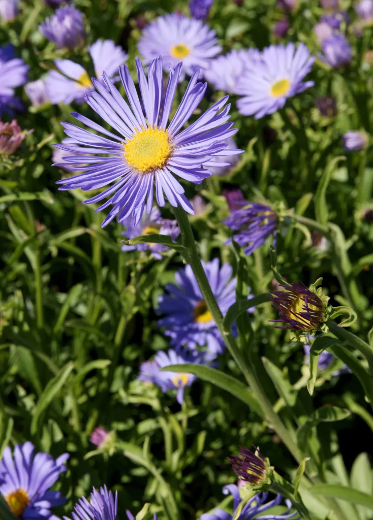 Alpine Aster (Aster alpinus) – in a garden setting, plant photo