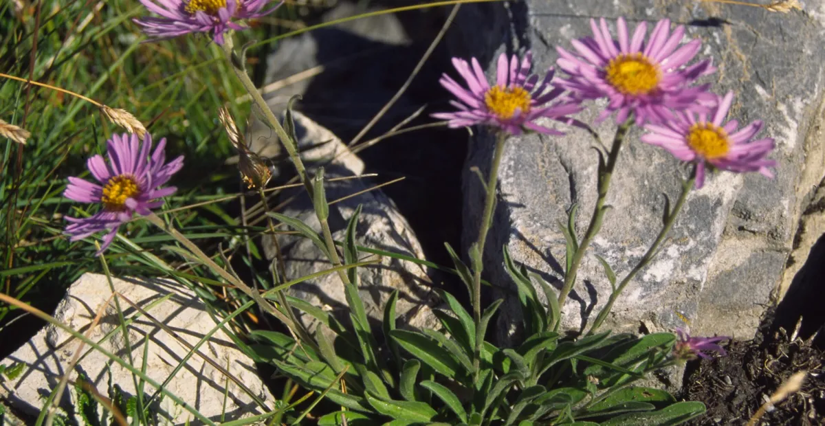Alpine Aster (Aster alpinus) – plant photo
