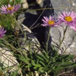 Alpine Aster (Aster alpinus) – plant photo