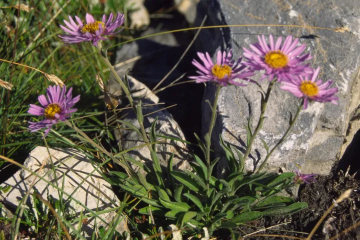 Aster alpinus