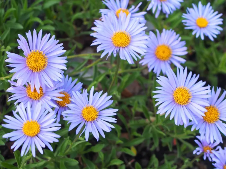 Alpine Aster (Aster alpinus) – in a garden setting, plant photo