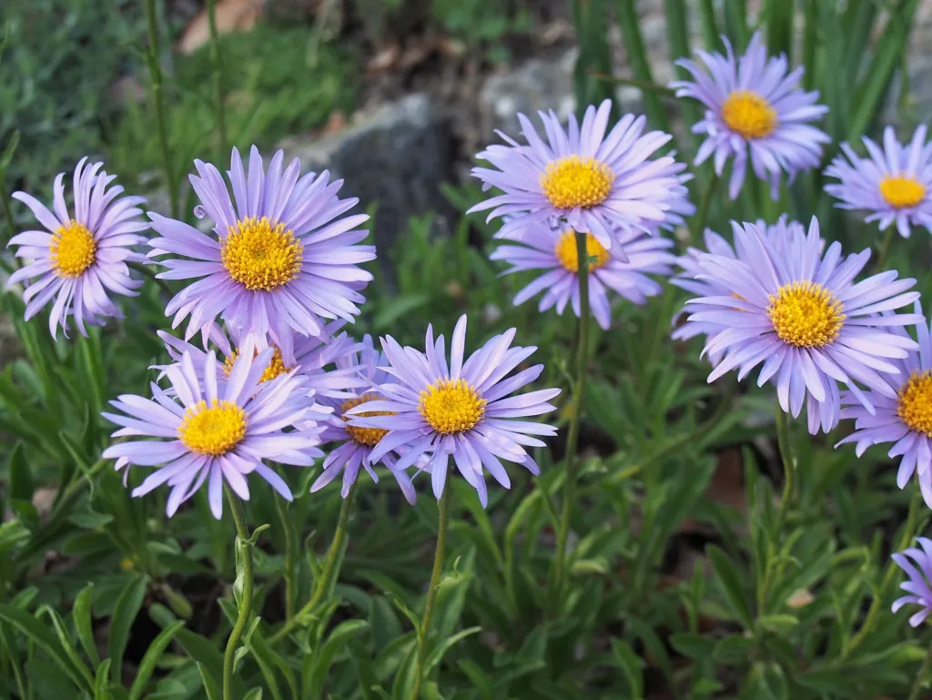Alpine Aster (Aster alpinus) – in a garden setting, plant photo