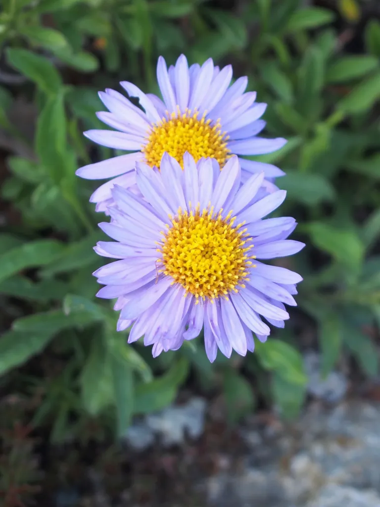 Alpine Aster (Aster alpinus) – in a garden setting, plant photo