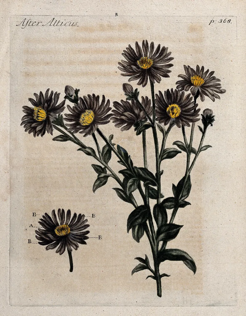 garden aster (Aster amellus) – bark and shoots, plant photo