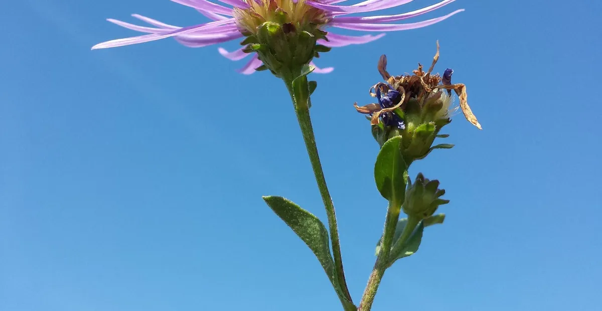 garden aster (Aster amellus) – plant photo
