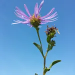 garden aster (Aster amellus) – plant photo