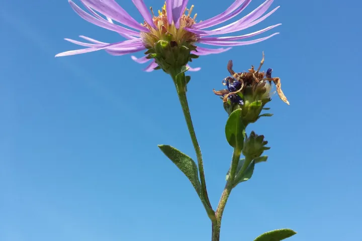Aster amellus