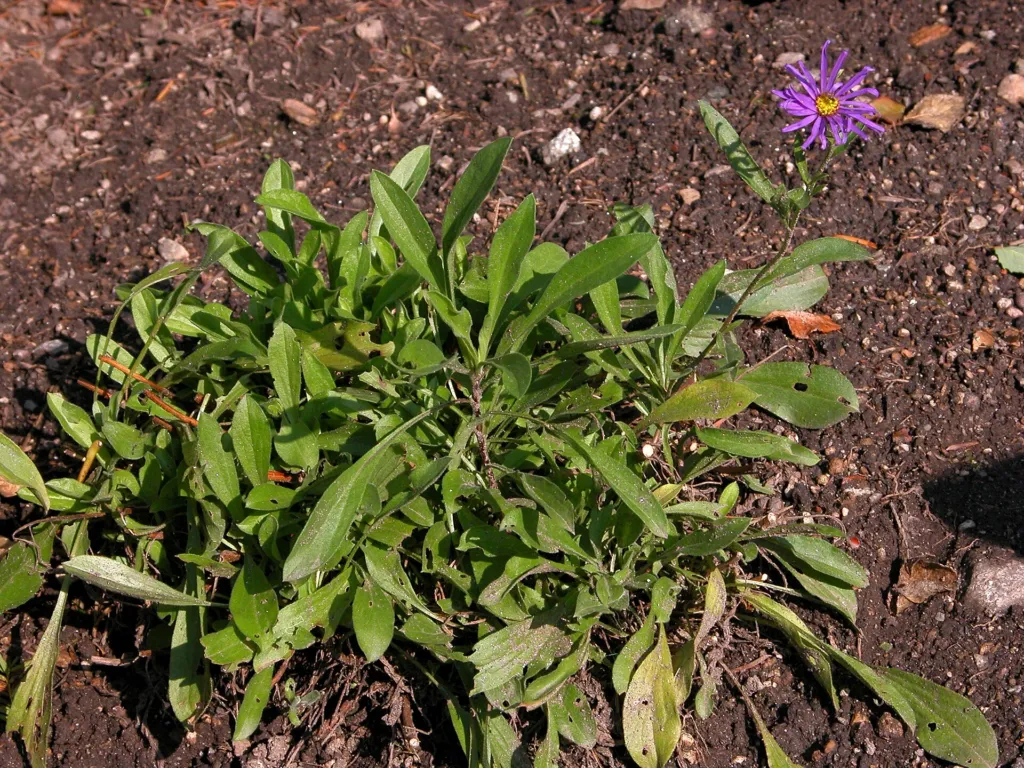 garden aster (Aster amellus) – characteristic appearance, plant photo