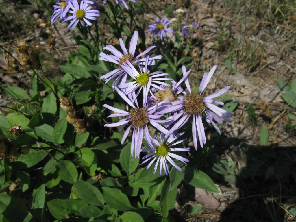 garden aster (Aster amellus) – characteristic appearance, plant photo