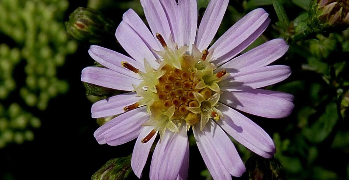 Aster 'Coombe Fishacre' – fotografia rastliny