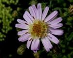 Aster ‘Coombe Fishacre’