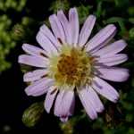 Michaelmas daisy 'Coombe Fishacre' (Aster 'Coombe Fishacre') – plant photo