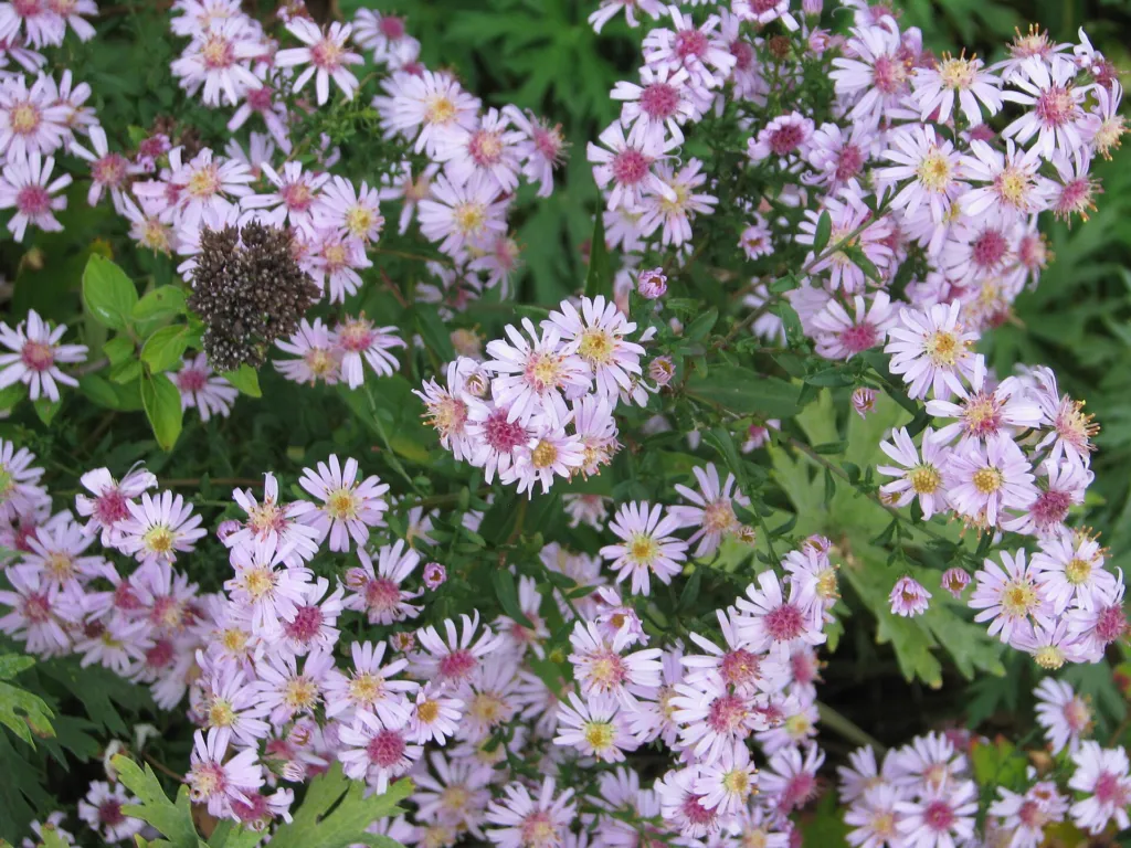 Michaelmas daisy 'Coombe Fishacre' (Aster 'Coombe Fishacre') – in a garden setting, plant photo