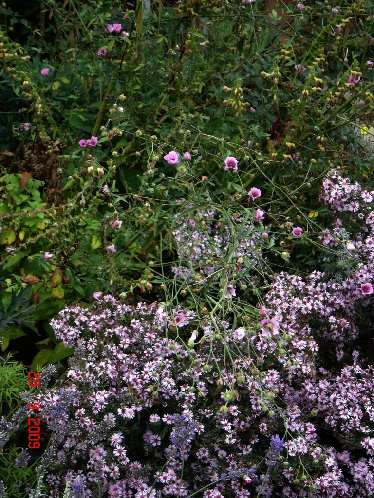 Michaelmas daisy 'Coombe Fishacre' (Aster 'Coombe Fishacre') – leaves and shoots, plant photo