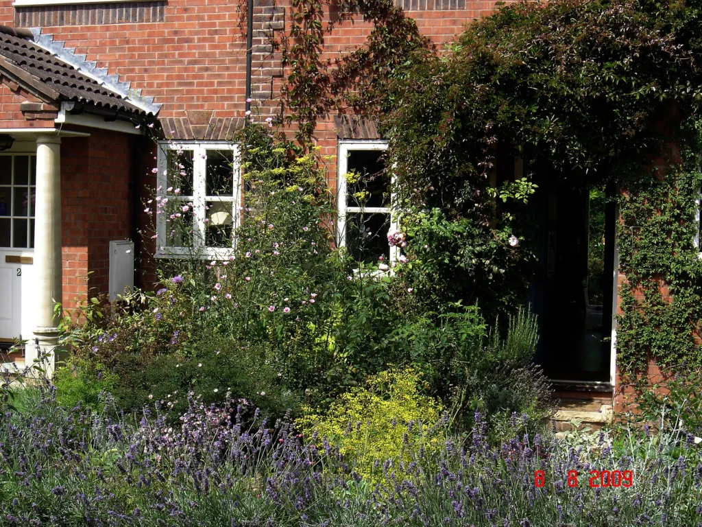 Michaelmas daisy 'Coombe Fishacre' (Aster 'Coombe Fishacre') – in a garden setting, plant photo