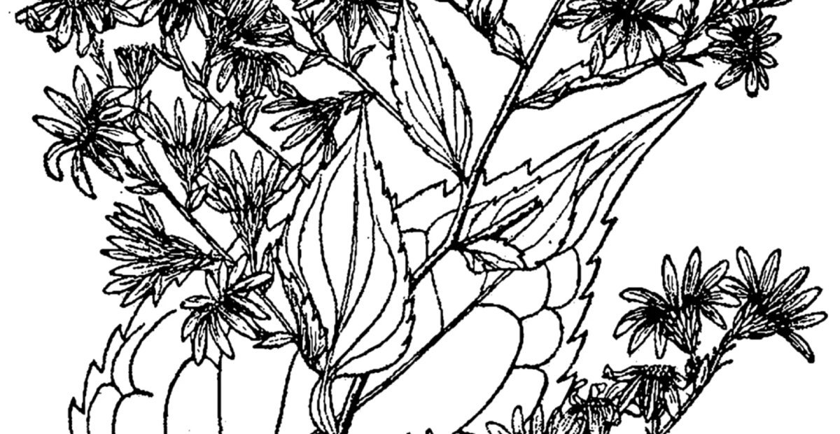 Aster cordifolius – Pflanzenfoto