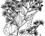 Aster cordifolius – Pflege