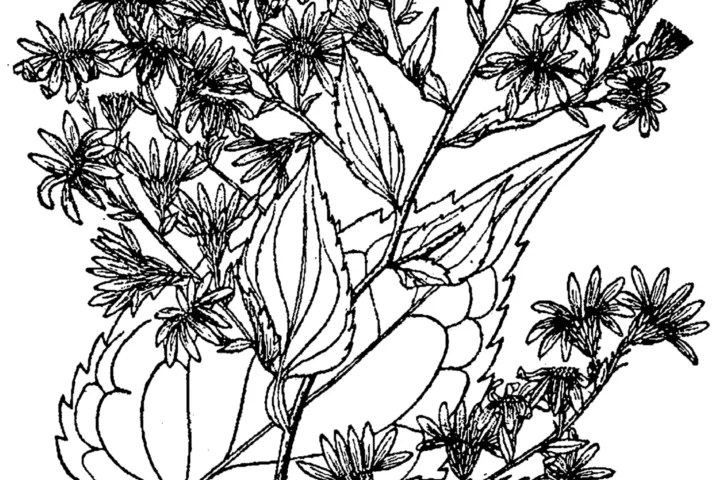 Aster cordifolius