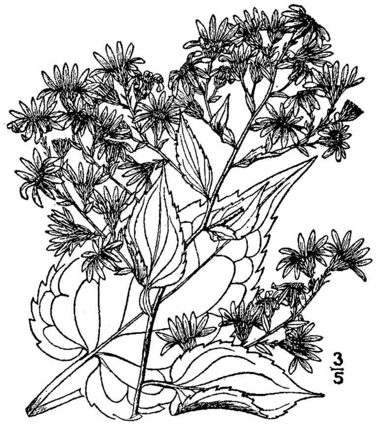 Aster cordifolius care guide (Aster cordifolius) – plant photo
