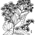 Aster cordifolius – pestovanie a starostlivosť (Aster cordifolius) – fotografia rastliny