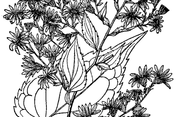 Aster cordifolius