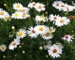 Aster dumosus – Pflege