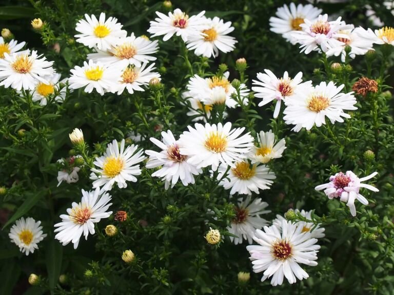Aster dumosus