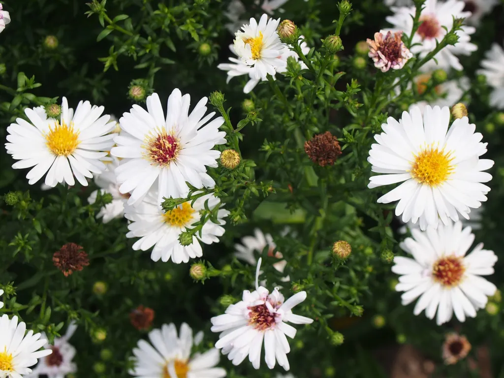 Aster dumosus – (Aster dumosus) – Blüten in Nahaufnahme, Pflanzenfoto
