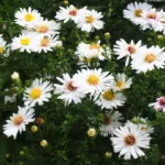 Aster dumosus care guide (Aster dumosus) – plant photo
