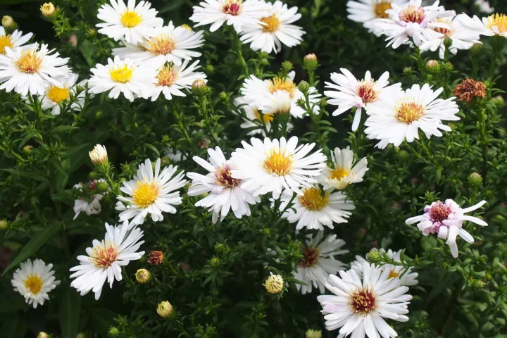 Aster dumosus