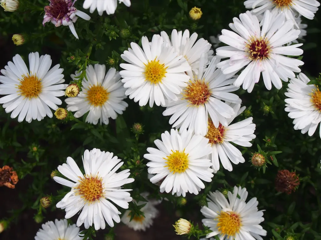Aster dumosus – (Aster dumosus) – Blüten in Nahaufnahme, Pflanzenfoto