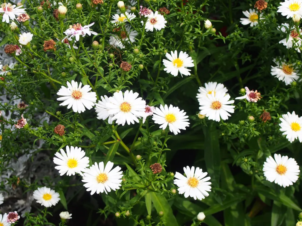 Aster dumosus – (Aster dumosus) – Blüten in Nahaufnahme, Pflanzenfoto