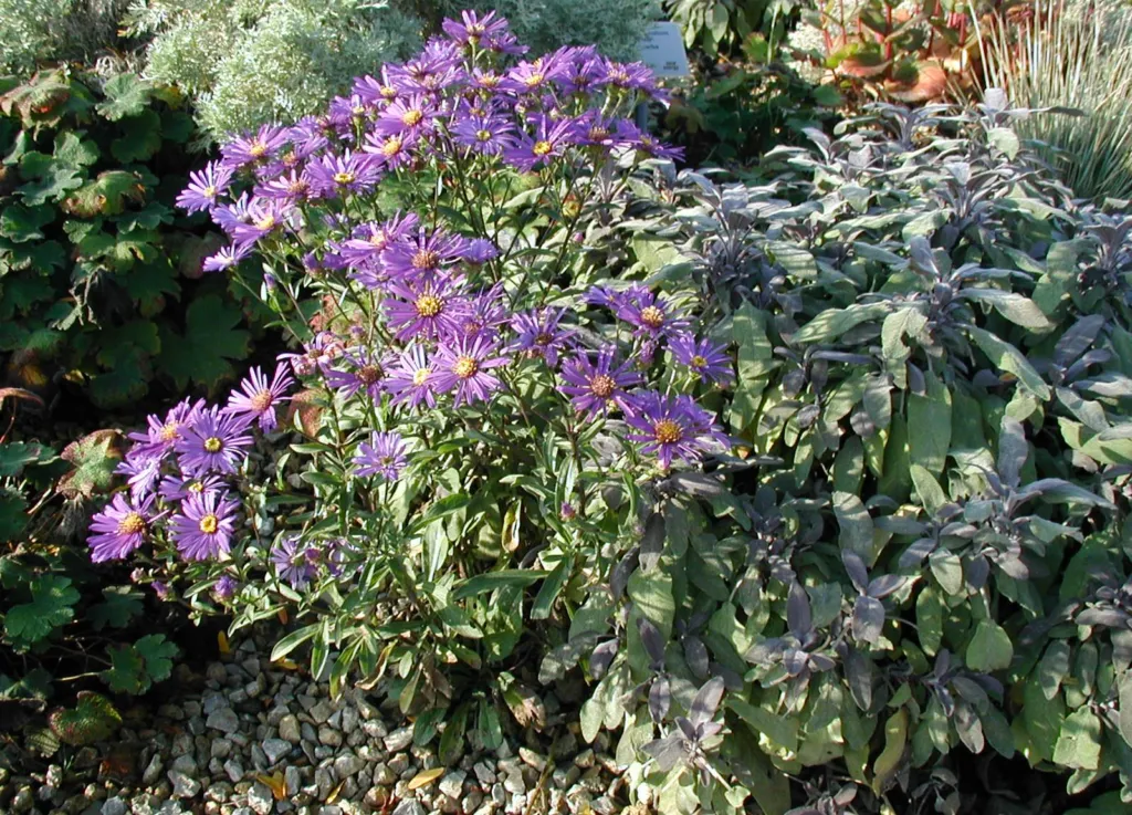 Aster dumosus – (Aster dumosus) – im Garten, Pflanzenfoto