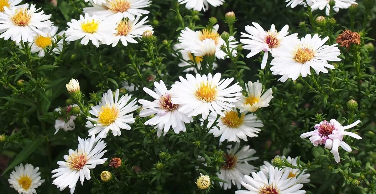 Aster dumosus – fotografia rastliny