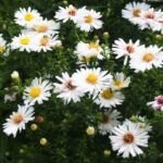 Aster dumosus – pestovanie a starostlivosť (Aster dumosus) – fotografia rastliny