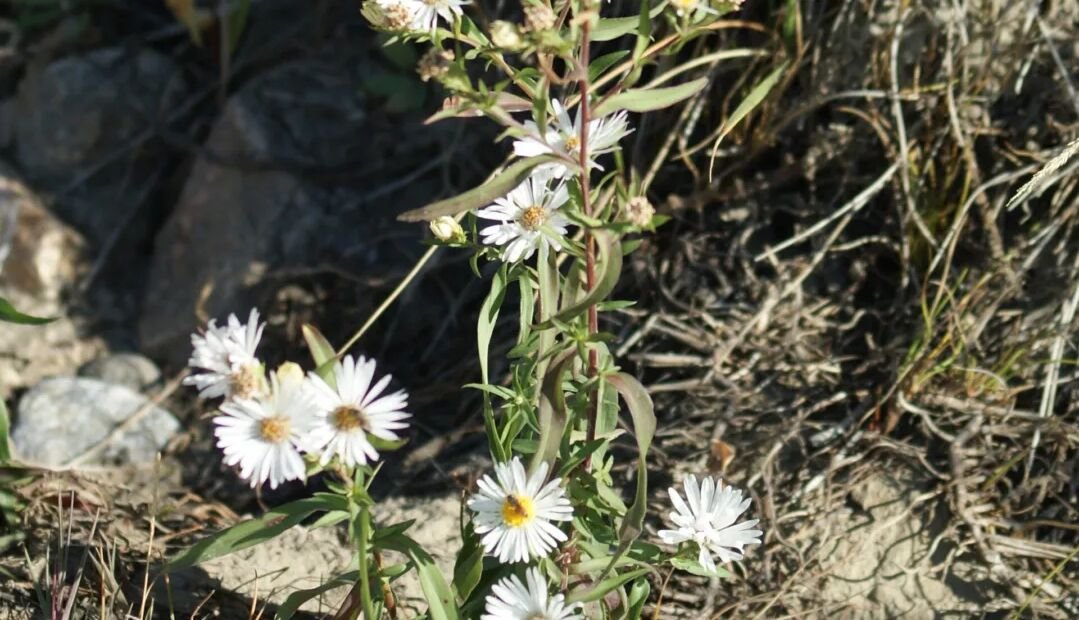 Aster ericoides – Pflanzenfoto
