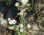 Aster ericoides – Pflege