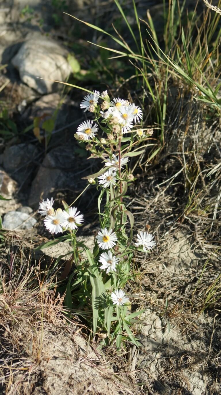 Aster ericoides