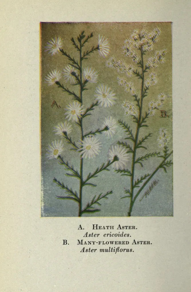 Aster ericoides – (Aster ericoides) – Blüten in Nahaufnahme, Pflanzenfoto