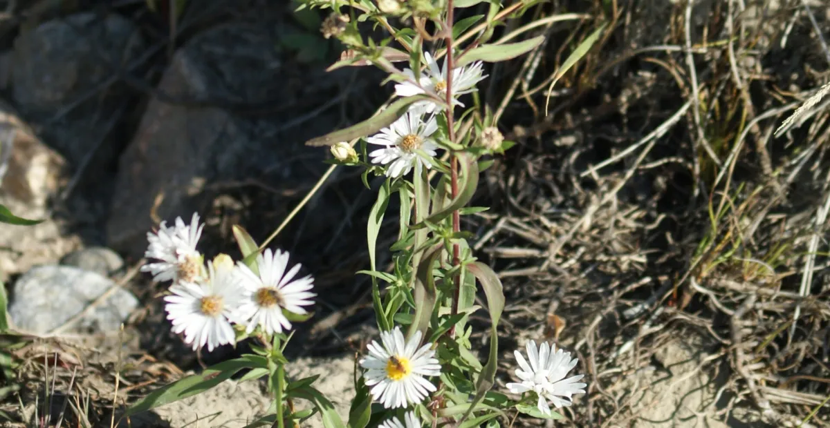 heath aster (Aster ericoides) – plant photo