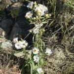 heath aster (Aster ericoides) – plant photo