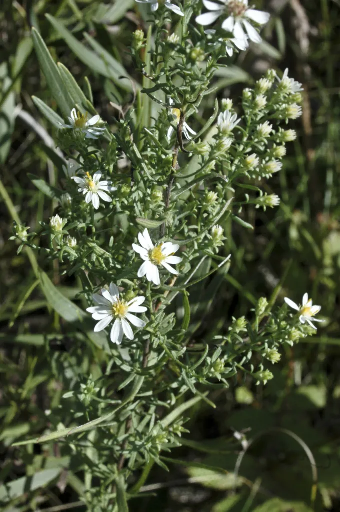 Aster ericoides – (Aster ericoides) – Blüten in Nahaufnahme, Pflanzenfoto