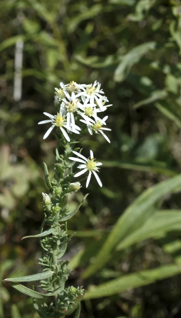 Aster ericoides – (Aster ericoides) – Blüten in Nahaufnahme, Pflanzenfoto
