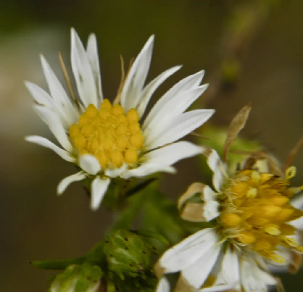 Aster ericoides – (Aster ericoides) – typisches Erscheinungsbild, Pflanzenfoto