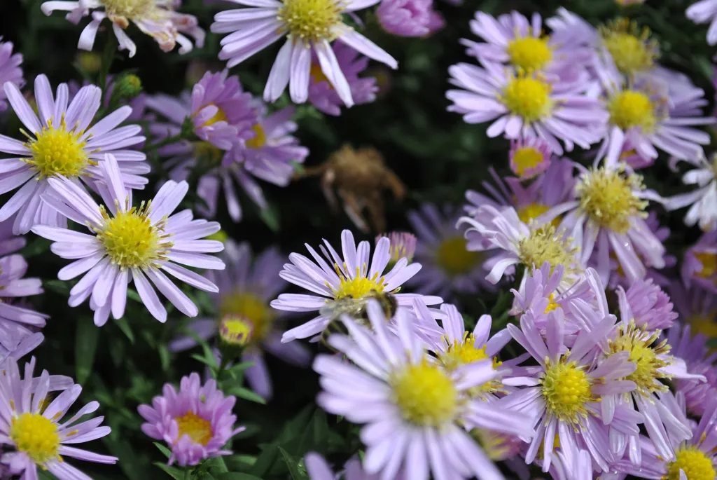Aster frikartii – pestovanie a (Aster frikartii) – kvety zblízka, fotografia rastliny