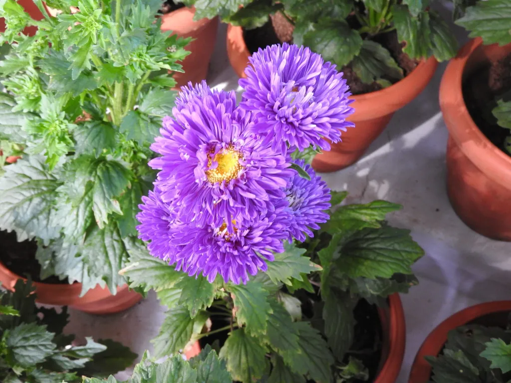 Aster frikartii – pestovanie a (Aster frikartii) – typický vzhľad, fotografia rastliny
