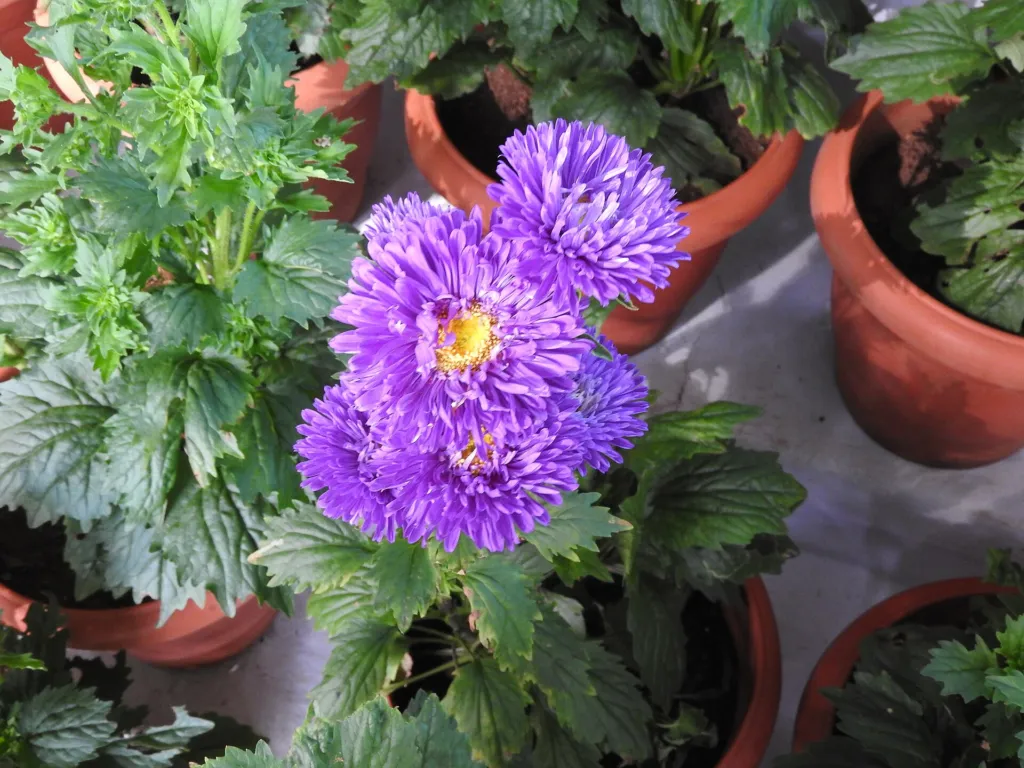 Aster frikartii – pestovanie a (Aster frikartii) – typický vzhľad, fotografia rastliny